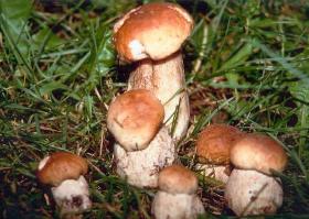 La tassa per chi raccoglie i funghi