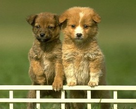 Ticino: tassa smaltimento carcasse cani