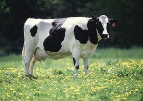 Cow tax: in Usa la tassa sui maiali