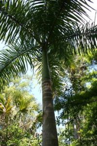 Una tassa sul verde per tutelare l'ambiente