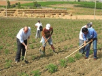 La riduzione contributiva per i lavoratori agricoli
